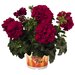 Ампельная плющелистная пеларгония (герань) Great Balls of Fire Red Velvet